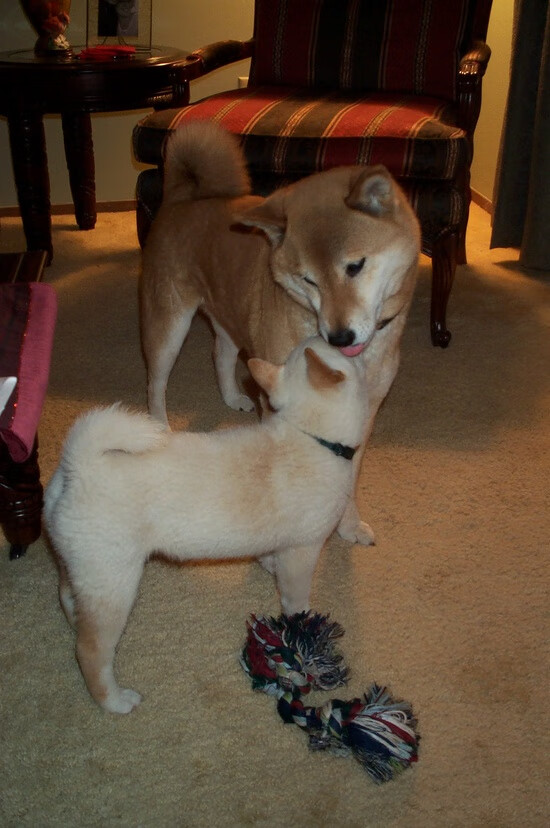 中距离蛙泳选手体能管理见长,蛙泳比赛泳距